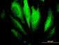 RHOA Antibody (monoclonal) (M04)