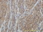 RHOA Antibody (monoclonal) (M04)
