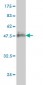 RHOA Antibody (monoclonal) (M04)