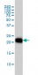 RHOA Antibody (monoclonal) (M04)