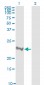 RHOA Antibody (monoclonal) (M04)