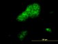 RHOA Antibody (monoclonal) (M06)