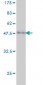 RHOA Antibody (monoclonal) (M06)