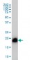 RHOA Antibody (monoclonal) (M06)