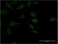 RHOC Antibody (monoclonal) (M06)