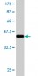 RHOC Antibody (monoclonal) (M06)