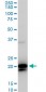 RHOC Antibody (monoclonal) (M06)