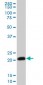 RHOC Antibody (monoclonal) (M06)