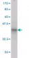 RHOT1 Antibody (monoclonal) (M01)