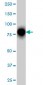 RHOT1 Antibody (monoclonal) (M01)