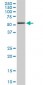 RIPK2 Antibody (monoclonal) (M02)