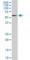 RIPK2 Antibody (monoclonal) (M02)