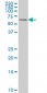 RIPK2 Antibody (monoclonal) (M05)