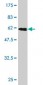 RLBP1 Antibody (monoclonal) (M02)