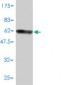 RNASEH2A Antibody (monoclonal) (M01)