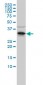 RNASEH2A Antibody (monoclonal) (M01)