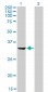 RNASEH2A Antibody (monoclonal) (M01)