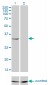 RNASEH2A Antibody (monoclonal) (M01)