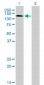 RNF111 Antibody (monoclonal) (M05)