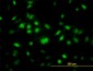 RNF12 Antibody (monoclonal) (M01)