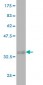 RNF125 Antibody (monoclonal) (M01)
