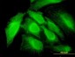 RNF14 Antibody (monoclonal) (M01)