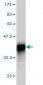 RNF14 Antibody (monoclonal) (M01)