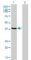 RNF14 Antibody (monoclonal) (M01)