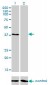 RNF14 Antibody (monoclonal) (M01)