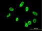 RNF168 Antibody (monoclonal) (M01)