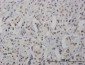 RNF168 Antibody (monoclonal) (M01)