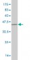 RNF168 Antibody (monoclonal) (M01)