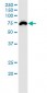 RNF168 Antibody (monoclonal) (M01)