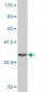 RNF2 Antibody (monoclonal) (M01)