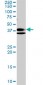 RNF2 Antibody (monoclonal) (M01)