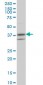 RNF2 Antibody (monoclonal) (M01)