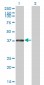 RNF2 Antibody (monoclonal) (M01)