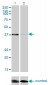 RNF2 Antibody (monoclonal) (M01)