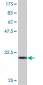 RNF2 Antibody (monoclonal) (M14)