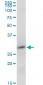 RNF2 Antibody (monoclonal) (M14)