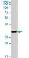 RNF2 Antibody (monoclonal) (M14)