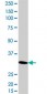 RNF2 Antibody (monoclonal) (M14)