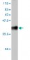 RNF20 Antibody (monoclonal) (M01)
