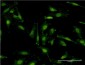 RNF40 Antibody (monoclonal) (M09)