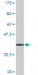 RNF40 Antibody (monoclonal) (M09)