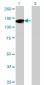 RNF40 Antibody (monoclonal) (M09)