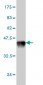 ROBO1 Antibody (monoclonal) (M01)