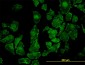 ROCK1 Antibody (monoclonal) (M01)