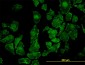 ROCK1 Antibody (monoclonal) (M01)