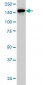 ROCK2 Antibody (monoclonal) (M01)